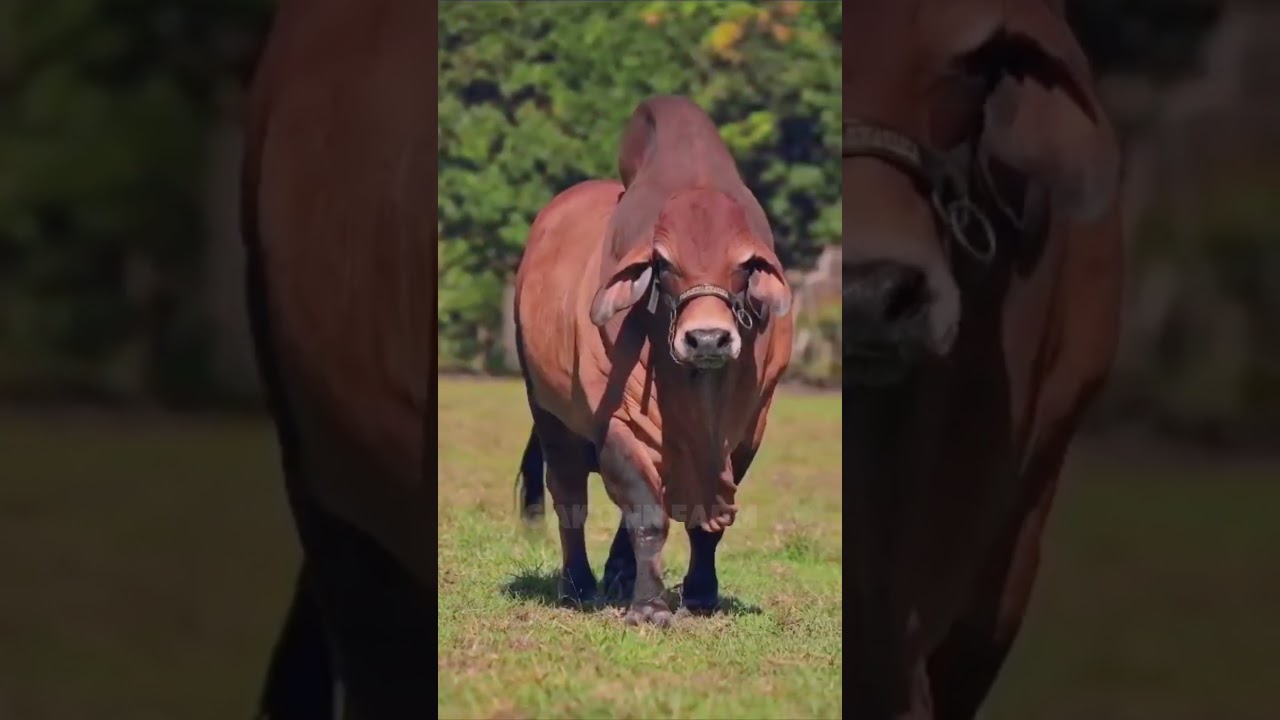 The Belgian Blue bull – a masterpiece of natural muscle 😍