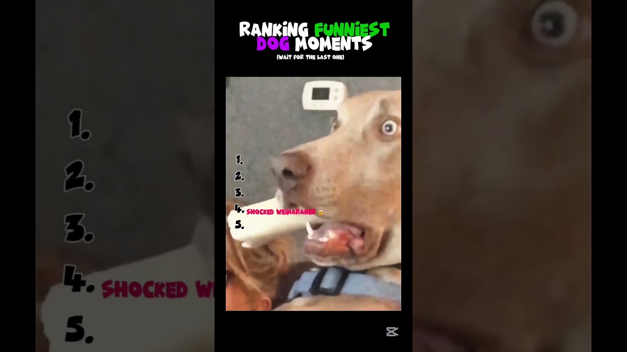 Ranking Funniest Dog Moments! #funny #dogs