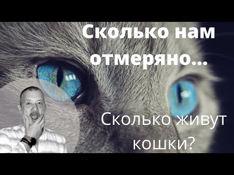 Сколько нам отмеряно.. Сколько живёт кошка?