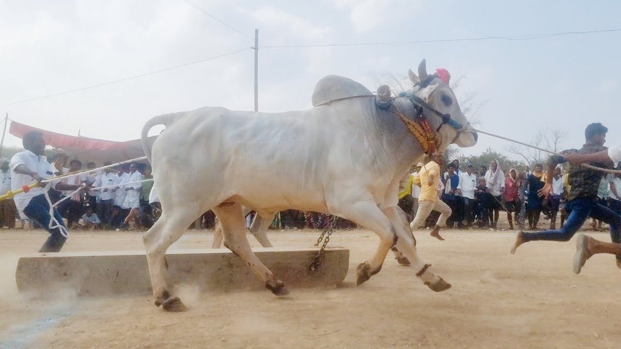 మారడుగు సేద్యపు ఎద్దుల బండలాగుడు పోటీలు 10వ జత