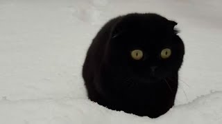 Смешные Коты и Собаки. Приколы с животными Калейдоскоп за 13 12 2018 Смешные Коты и Собаки. Приколы с животными Калейдоскоп за 13 12 2018