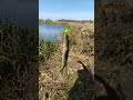Клюють шнурки