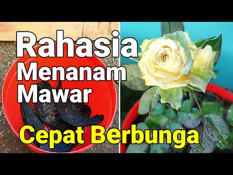 Video: Parade Rose Care: Cara Menanam Bunga Mawar Parade Di Taman