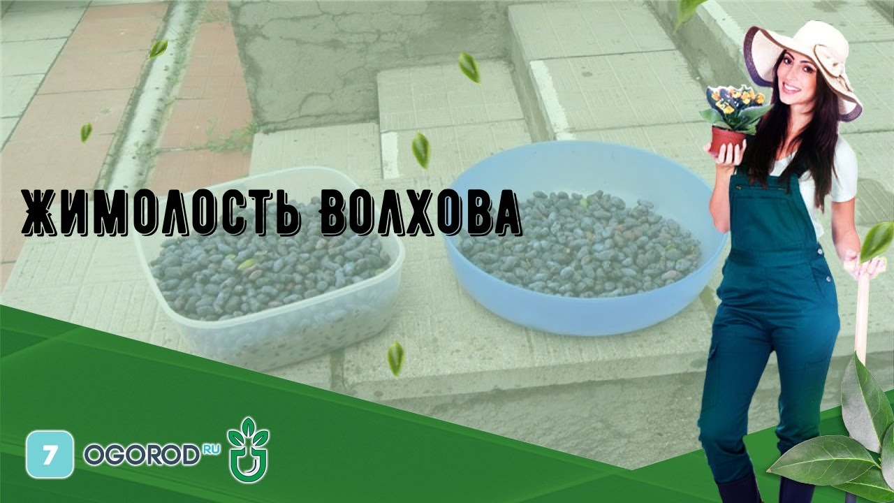 Жимолость Волхова