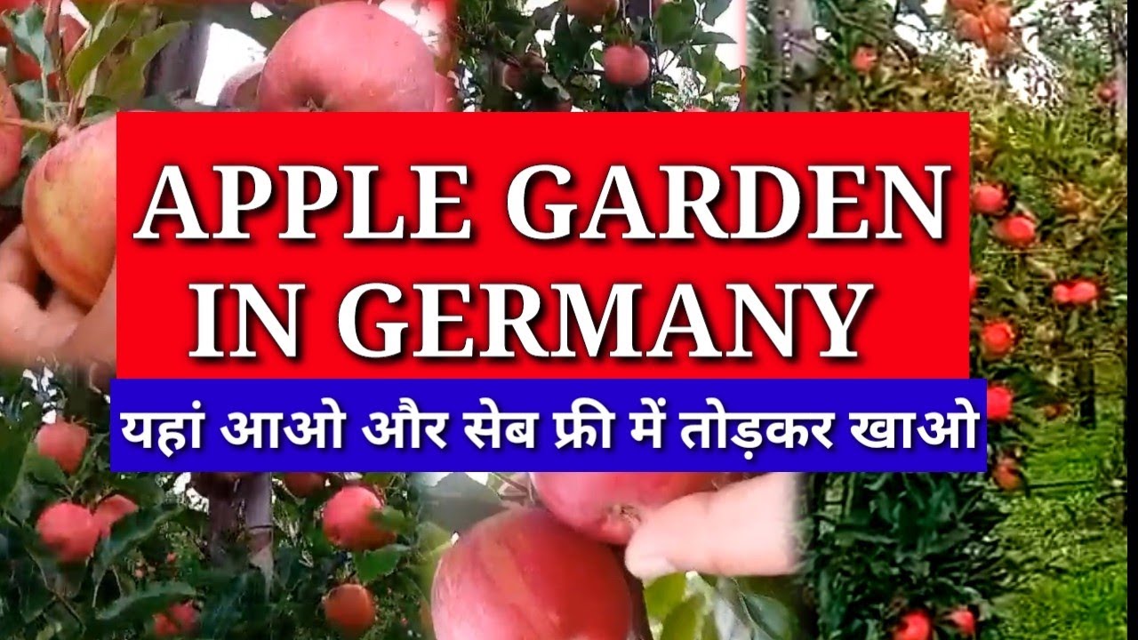 Germany Apple garden | free apple in Germany | Indian in Germany | Germany life | German life