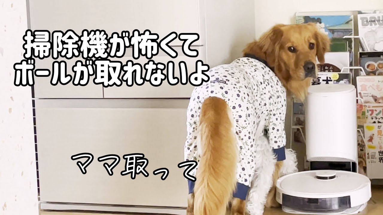 ロボット掃除機に初遭遇したゴールデンと子犬Golden retriever and puppy encounter robot vacuum
