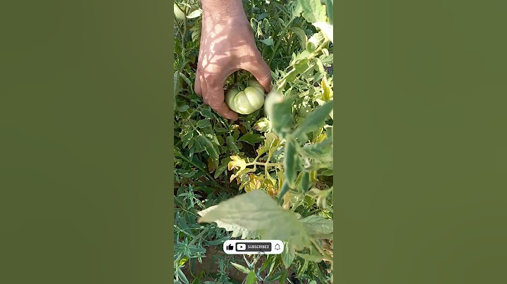 Stages of tomato development from flower to fruit #shorts
