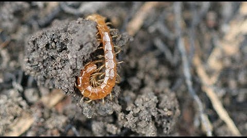 Soil Life – What Invertebrates Tell Us about Soil Health