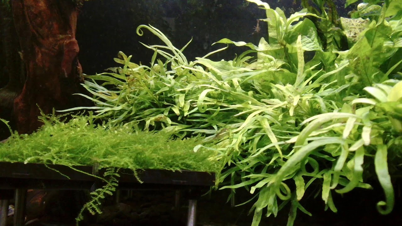 2026/07/15】 Daily Planted Tank Live｜自宅水草水槽ライブカメラ