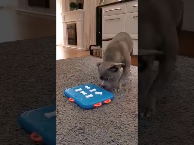 dog casino interactive game