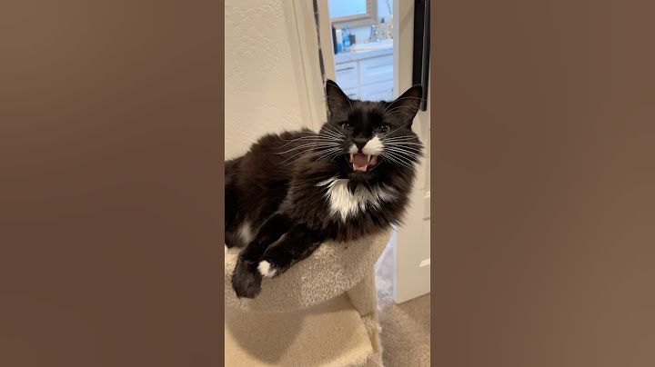 Cute cat needs my assistance