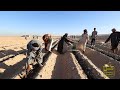 وحوش الصحراء بيزرعوا 1000 فدان طماطم في قلب صحراء إسنا شغل جبار 
