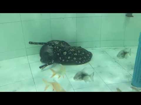 วีดีโอ: ปลาผสมพันธุ์: ลักษณะการผสมพันธุ์ที่บ้าน