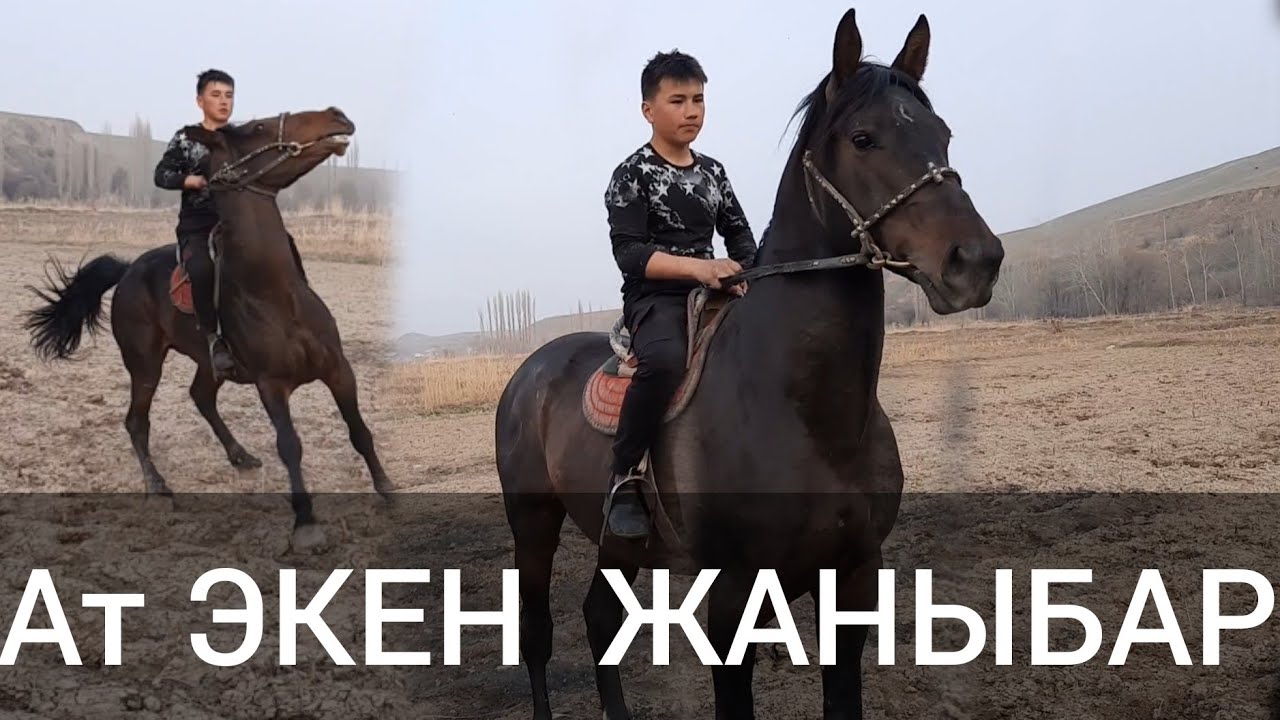 Тулпар авто семей