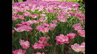 A Dreamer Died in Afghan