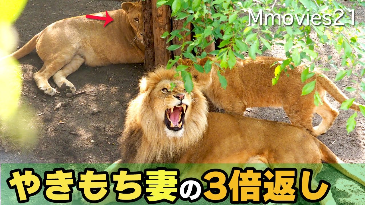 【希少】GINZA WAKO ライオン親と子 Amazon.co.jp: Rinconada Lion Parent-Child 899 Ceramic Animal