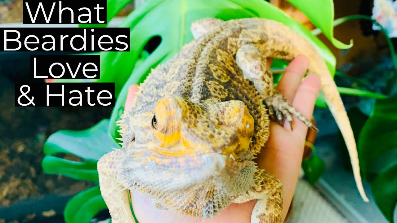 7 Things Bearded Dragons Love And Hate!! YouTube