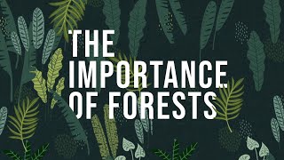 The Importance of Forests | How to protect Forests screenshot 3