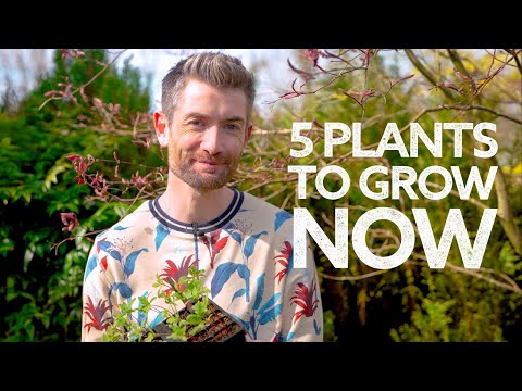 Wideo: Kwietniowe zadania ogrodnicze – wskazówki dotyczące ogrodnictwa w dolinie Ohio w tym miesiącu