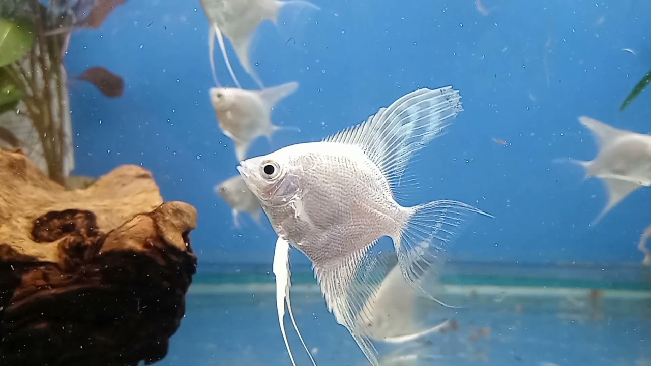 Platinum Angelfish