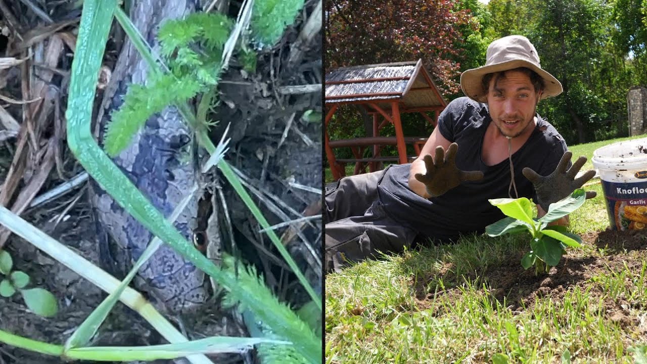 WE WONEN TUSSEN DE SLANGEN IN ONS NIEUWE HUIS IN HONGARIJE & VOLOP AAN HET WERK OP DE CAMPING #4