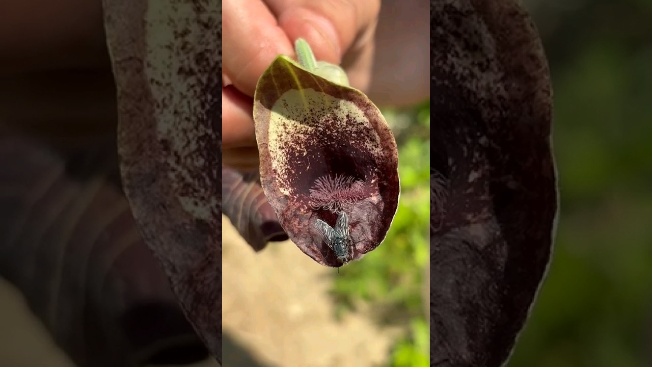 Flies on Dutchman's pipe 🇹🇷 Turkey