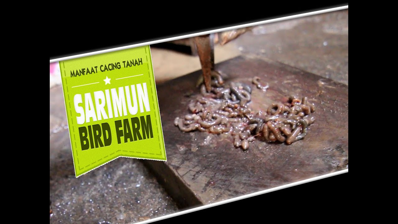 Dunia Hobi Cacing Tanah Bikin Anis Kembang Gacor Di Sarimun Bird