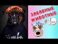 Приколы с Животными #19 / Смешные Животные / Приколы 2020 / Приколы про Животных / Лучшие Приколы