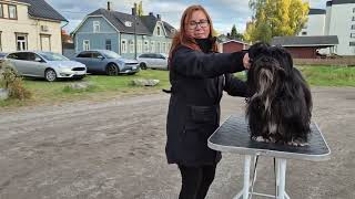 Preparing for the Ring: Pixie's Dog show Practise Day