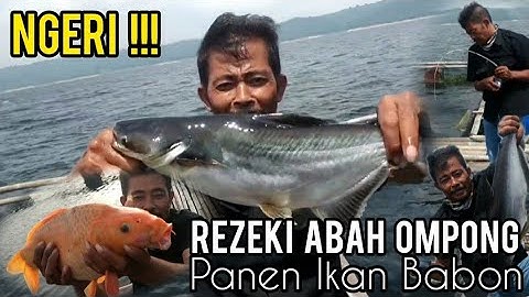 Spot andalan belum pernah mengecewakan, mancing ikan patin di KJA jatiluhur