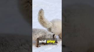 You Won’t Believe How Cute These Baby Foxes Are!