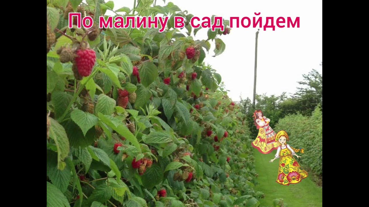 По малину в сад. По малинку в сад. По малину в сад пойдем. Герб группы малинка. Ягоды для детского сада.