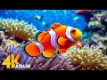 Aquarium 4K VIDEO (ULTRA HD) 🐠 Beautiful Coral Reef Fish - Relaxing Sleep Meditation Music