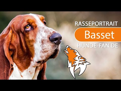 ► Basset Hound [2019] Rasse, Aussehen &amp; Charakter