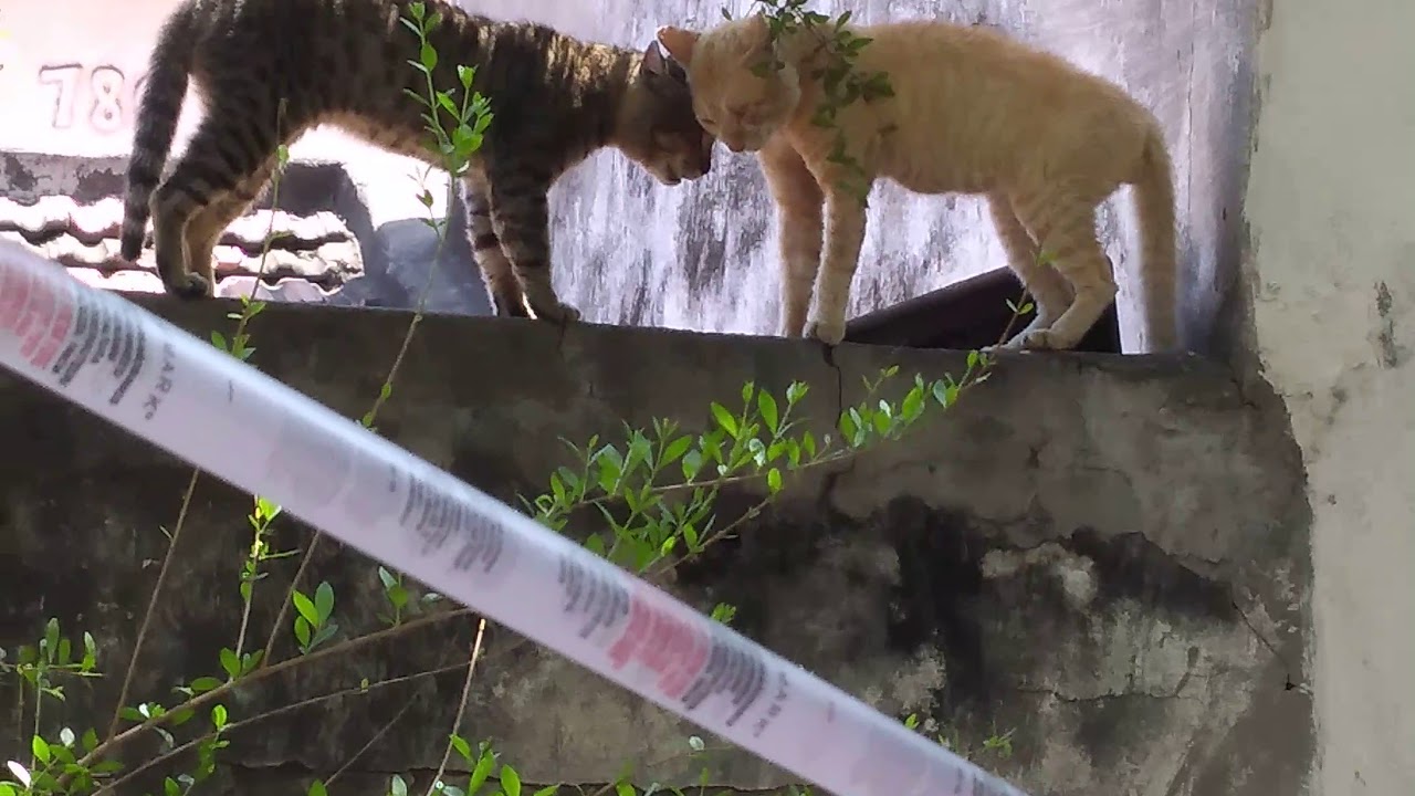 Siva Kumar Cat fight