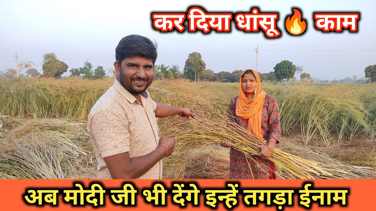 सरसों की इतनी तगड़ी फसल नहीं देखी होगी। महिला किसान ने किया इनाम का काम। mustard star seeds 10,15.