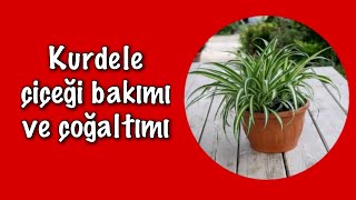 Nasanın Hava Temizleyen Bitkilerinden Birichlorophytum Capensebakımı,Çoğaltılması Ve Faydaları