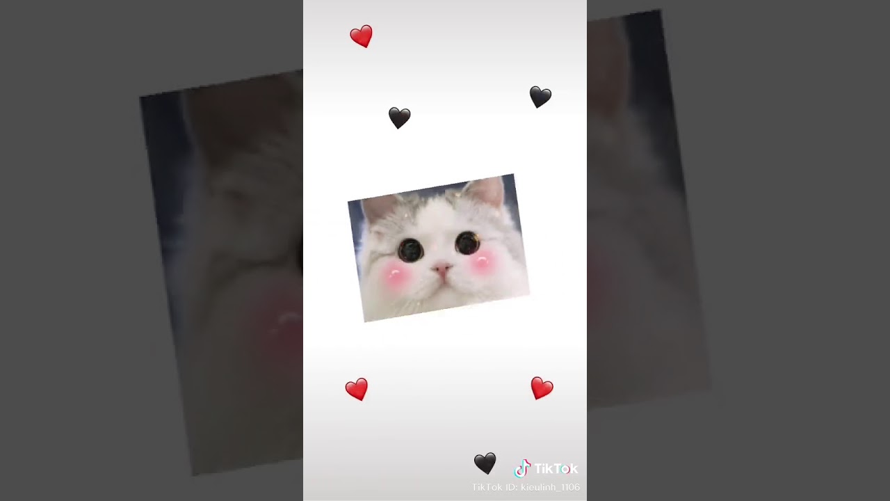  Kucing  lucu   dan  imut  YouTube