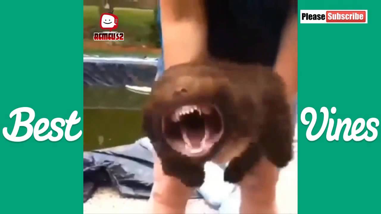 NEW  Vine Compilation June 2014! Funny Vines  40  Remeus2