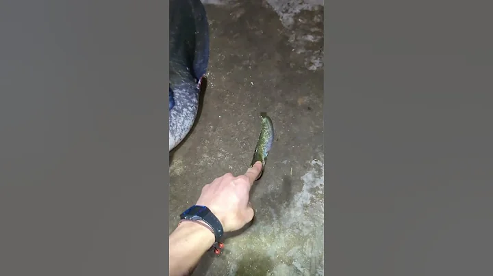 LOCH NESS CATFISH  #fishing #silure #shorts #thanhfishing