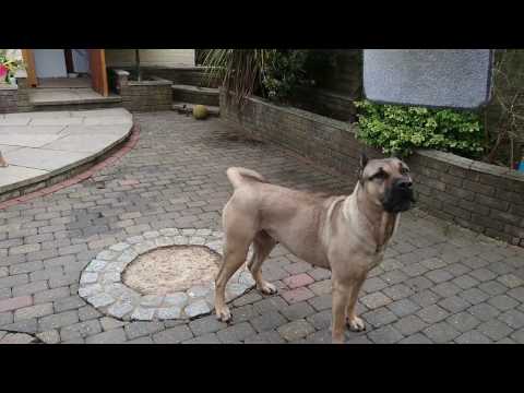 Presa Canario And Pitbull Messing About In The Garden