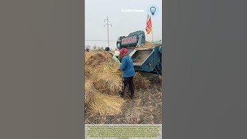 Processing Rice Straw with a Shredder precision: Workers load dried grass into a machine