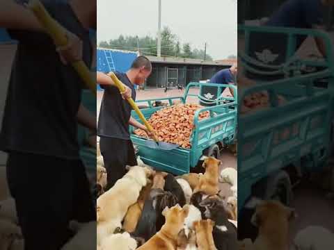 اطعام الكلاب