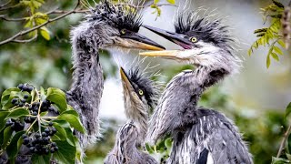 The Ghost of the Marshes — Capturing Baby Herons Up Close