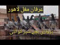 Hight flyer baby pigeons supar quality birds baby pigeons  irfan mughal pigeon  top quality bachay