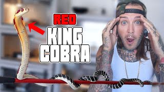 Baby RED King Cobra ! *INSANE*