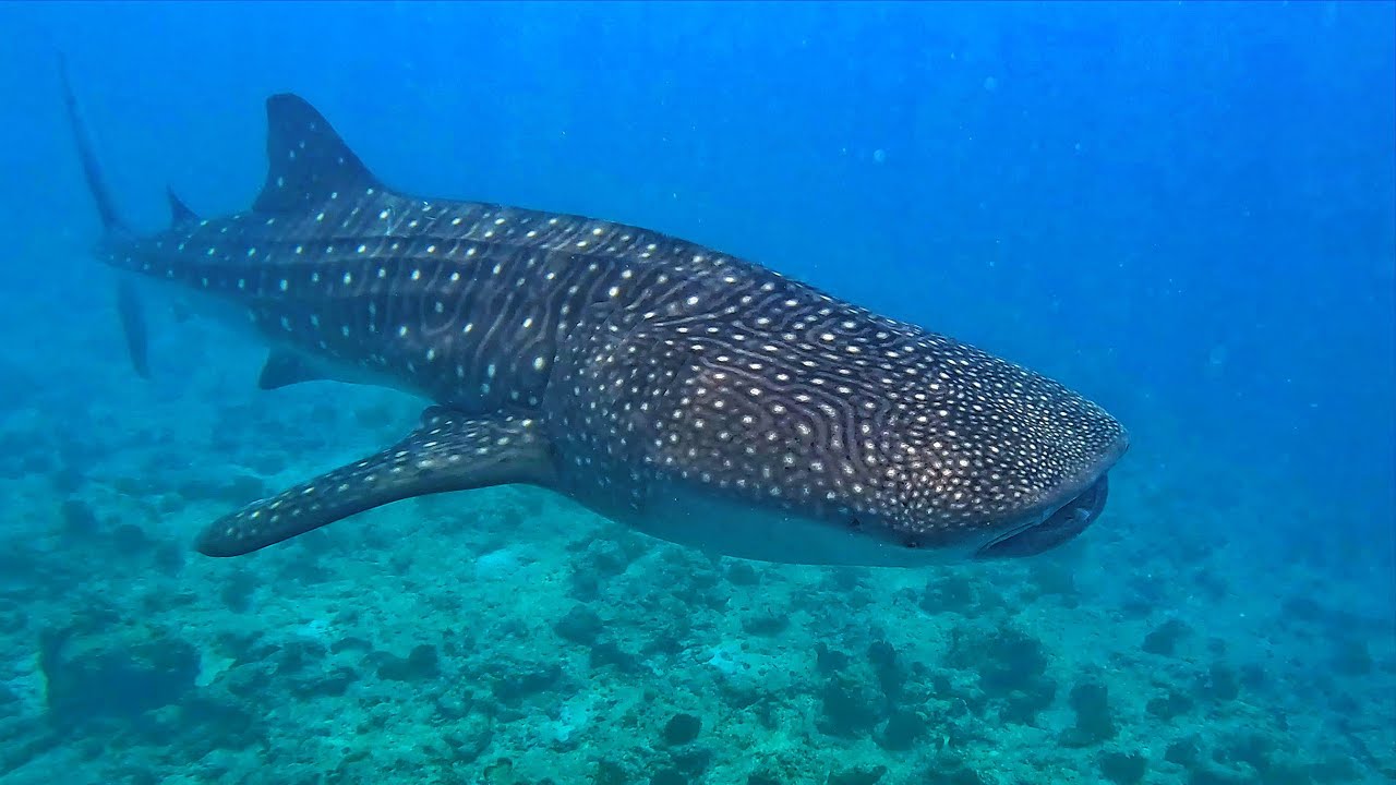 2023 12 24 MALDIVES DHIGURAH WHALE SHARKS YouTube 2023-12-24-maldives-dhigurah-whale-sharks-youtube