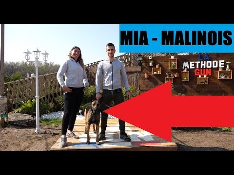 CHIEN - MALINOIS - NOURRI D'HISTOIRES ÉMOUVANTE malinois pronunciation