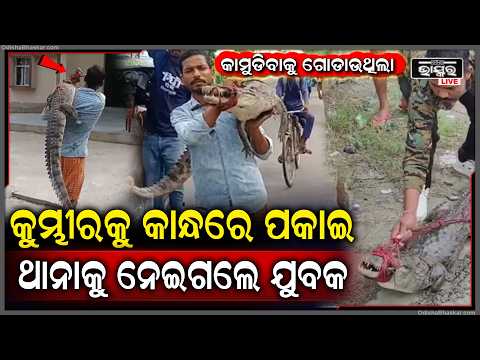 ବନ୍ୟା ପାଣିରେ ଭାସିଆସିଲା ବିରାଟ କୁମ୍ଭୀର କାବୁ କରି ବନବିଭାଗକୁ ହସ୍ତାନ୍ତର କଲେ  ସ୍ଥାନୀୟ ଲୋକେ