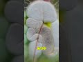 The Invisible Animal Trick